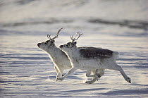 Peary Caribou (Rangifer tarandus pearyi) pair running, Ellesmere Island, Nunavut, Canada