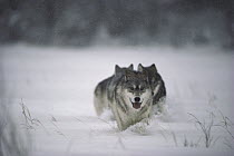 Timber Wolf (Canis lupus) trio running through deep snow, Minnesota