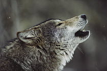 Timber Wolf (Canis lupus) howling, Minnesota