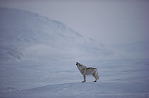 Arctic Wolf (Canis lupus) howling, Ellesmere Island, Nunavut, Canada
