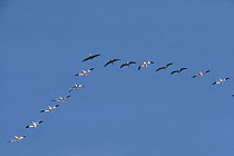 Snow Goose (Chen caerulescens) flock flying in formation during migration, with individuals of both color phases, California