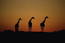 Giraffe (Giraffa sp) trio silhouetted at sunset, native to Africa