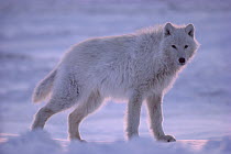 Arctic Wolf (Canis lupus) portrait, Ellesmere Island, Nunavut, Canada
