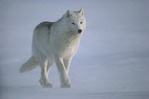 Arctic Wolf (Canis lupus) walking into wind, Ellesmere Island, Nunavut, Canada
