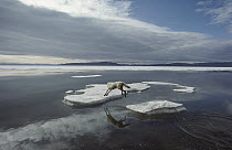 Arctic Wolf (Canis lupus) leaping onto ice floe, Ellesmere Island, Nunavut, Canada
