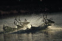 Caribou (Rangifer tarandus) group crossing through river during migration, Alaska