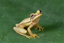 Snouted Treefrog (Scinax quinquefasciatus) near Santiago Island, Galapagos Islands, Ecuador