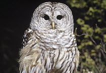 Barred Owl (Strix varia), Alaska