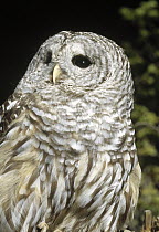 Barred Owl (Strix varia), Alaska