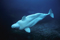 Beluga (Delphinapterus leucas) whale portrait in aquarium