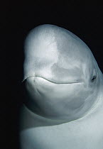 Beluga (Delphinapterus leucas) whale portrait in aquarium