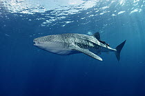 Whale Shark (Rhincodon typus) portrait, largest shark in the world, Cocos Island, Costa Rica