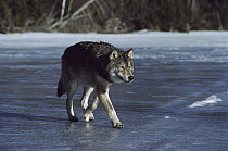 Timber Wolf (Canis lupus) walking on frozen lake, Minnesota