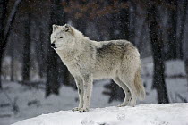 Timber Wolf (Canis lupus) female in white phase, Minnesota
