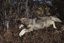 Timber Wolf (Canis lupus) pouncing, Northwoods, Minnesota