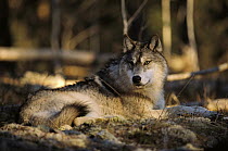 Timber Wolf (Canis lupus) resting on forest floor, Minnesota