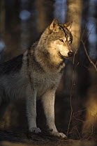Timber Wolf (Canis lupus) portrait, Northwoods, Minnesota
