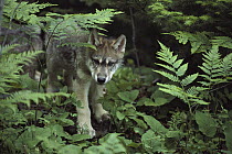 Timber Wolf (Canis lupus) pup in forest undergrowth, Minnesota