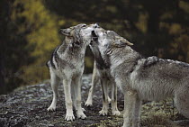 Timber Wolf (Canis lupus) juveniles in ritual greeting of alpha wolf, Minnesota