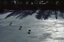 Timber Wolf (Canis lupus) trio crossing frozen lake, Minnesota