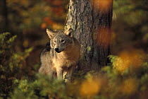 Timber Wolf (Canis lupus) juvenile in forest, Minnesota