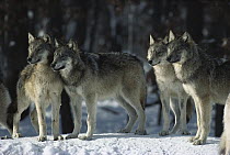 Timber Wolf (Canis lupus) pack, Minnesota