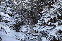 Timber Wolf (Canis lupus) camouflaged amid snowy trees, Minnesota