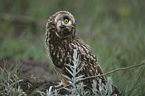 Short-eared Owl (Asio flammeus) with cocked head, Tallgrass Prairie National Preserve, South Dakota