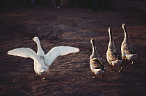 Domestic Goose group walking on dirt road, China