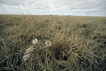 Horned Lark (Eremophila alpestris) chicks in nest on prairie with Pasque Flower (Pulsatilla sp) group, Minnesota