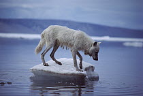 Arctic Wolf (Canis lupus) on ice floe, Ellesmere Island, Nunavut, Canada