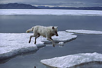 Arctic Wolf (Canis lupus) leaping onto ice floe, Ellesmere Island, Nunavut, Canada