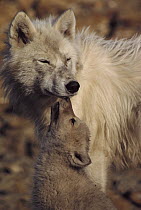 Arctic Wolf (Canis lupus) pup begging for food from parent, Ellesmere Island, Nunavut, Canada
