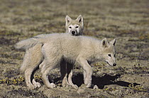 Arctic Wolf (Canis lupus) pups, Ellesmere Island, Nunavut, Canada