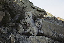 Arctic Wolf (Canis lupus) pups at den entrance, Ellesmere Island, Nunavut, Canada