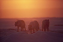Arctic Wolf (Canis lupus) trio at sunset, Ellesmere Island, Nunavut, Canada