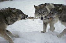 Timber Wolf (Canis lupus) trio tugging on White-tailed Deer (Odocoileus virginianus) skin, Minnesota