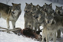 Timber Wolf (Canis lupus) pack at White-tailed Deer (Odocoileus virginianus) kill, Minnesota