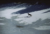 Timber Wolf (Canis lupus) running across frozen lake, Minnesota