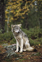 Timber Wolf (Canis lupus) juvenile sitting in the forest, Minnesota