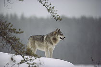 Timber Wolf (Canis lupus) standing in snow, Minnesota