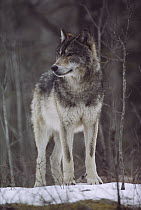 Timber Wolf (Canis lupus) portrait, Minnesota