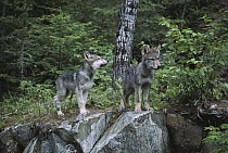 Timber Wolf (Canis lupus) pups in the woods, Minnesota