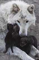 Timber Wolf (Canis lupus) mother with litter of pups, Minnesota