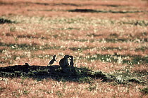 Black-tailed Prairie Dog (Cynomys ludovicianus) group at burrow entrance, South Dakota