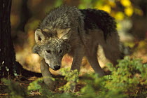 Timber Wolf (Canis lupus) juvenile in forest, Minnesota