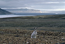 Arctic Hare (Lepus arcticus) juvenile, Ellesmere Island, Nunavut, Canada