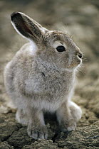 Arctic Hare (Lepus arcticus) baby, Ellesmere Island, Nunavut, Canada