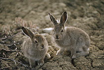 Arctic Hare (Lepus arcticus) babies camouflaged on tundra, Ellesmere Island, Nunavut, Canada