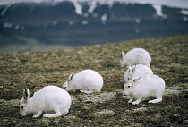 Arctic Hare (Lepus arcticus) group feeding on tundra vegetation, Ellesmere Island, Nunavut, Canada